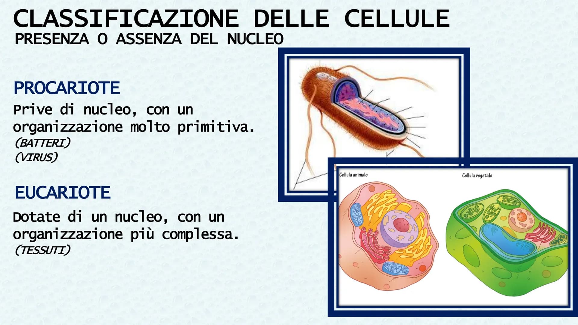 LA CELLULA QUANDO SI PARLA DI CELLULA LA
PRIMA VOLTA
Robert Hooke
Libro MACROGRAPHIA
Attraverso la costruzione di microscopi, riuscì a scopr