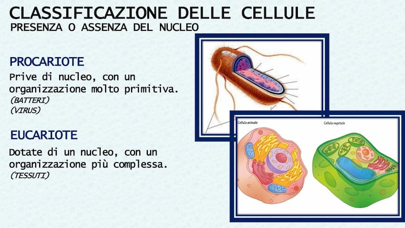 LA CELLULA QUANDO SI PARLA DI CELLULA LA
PRIMA VOLTA
Robert Hooke
Libro MACROGRAPHIA
Attraverso la costruzione di microscopi, riuscì a scopr