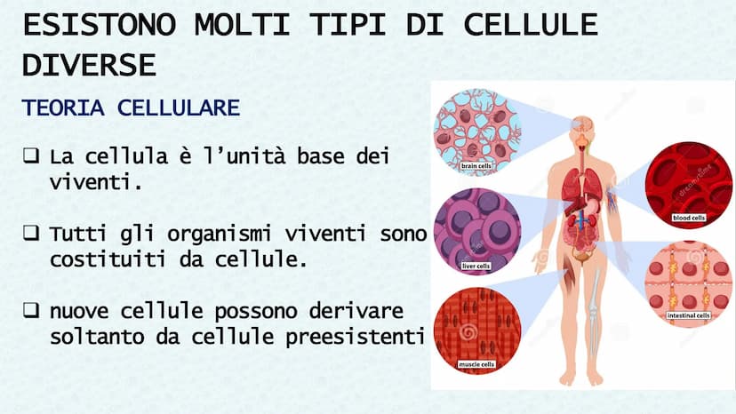 LA CELLULA QUANDO SI PARLA DI CELLULA LA
PRIMA VOLTA
Robert Hooke
Libro MACROGRAPHIA
Attraverso la costruzione di microscopi, riuscì a scopr