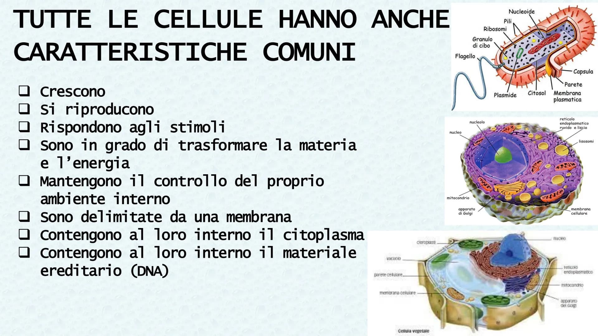 LA CELLULA QUANDO SI PARLA DI CELLULA LA
PRIMA VOLTA
Robert Hooke
Libro MACROGRAPHIA
Attraverso la costruzione di microscopi, riuscì a scopr