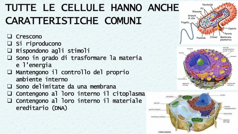 LA CELLULA QUANDO SI PARLA DI CELLULA LA
PRIMA VOLTA
Robert Hooke
Libro MACROGRAPHIA
Attraverso la costruzione di microscopi, riuscì a scopr