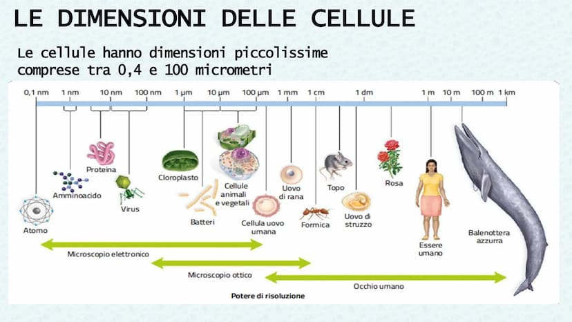 LA CELLULA QUANDO SI PARLA DI CELLULA LA
PRIMA VOLTA
Robert Hooke
Libro MACROGRAPHIA
Attraverso la costruzione di microscopi, riuscì a scopr