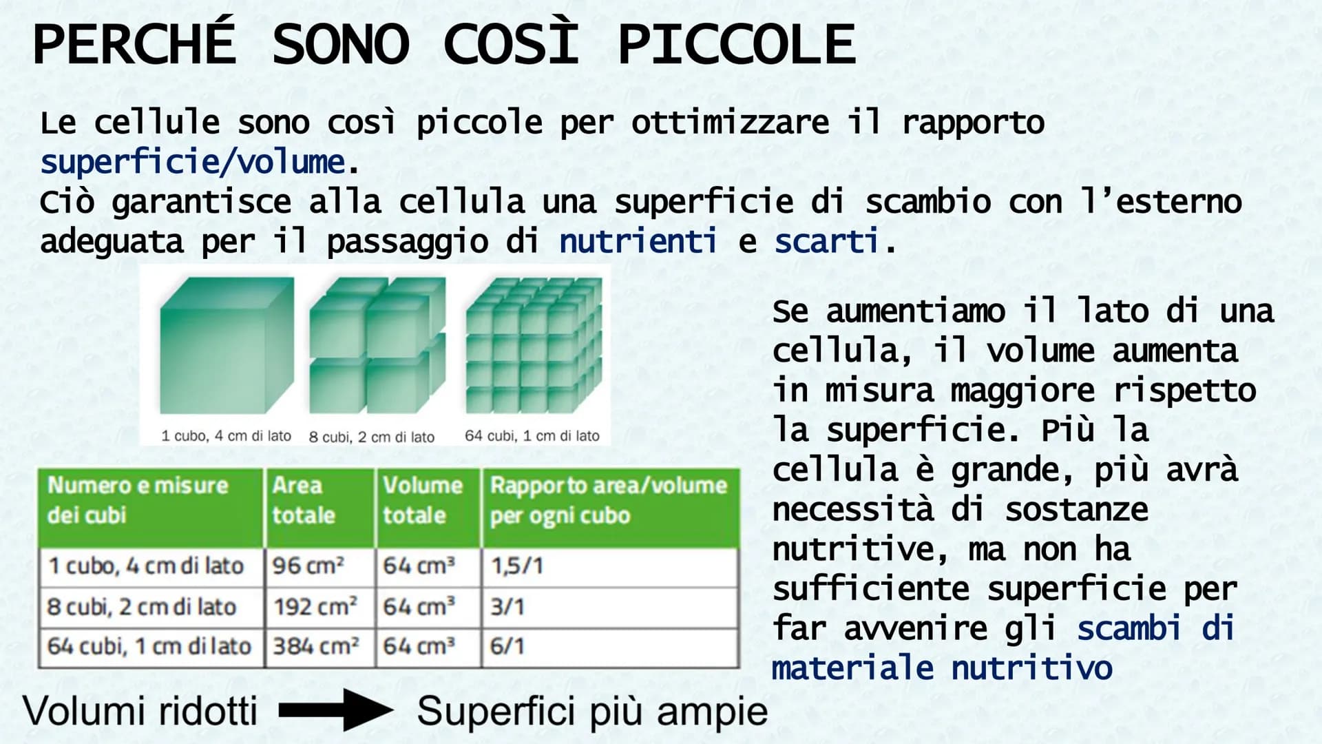 LA CELLULA QUANDO SI PARLA DI CELLULA LA
PRIMA VOLTA
Robert Hooke
Libro MACROGRAPHIA
Attraverso la costruzione di microscopi, riuscì a scopr
