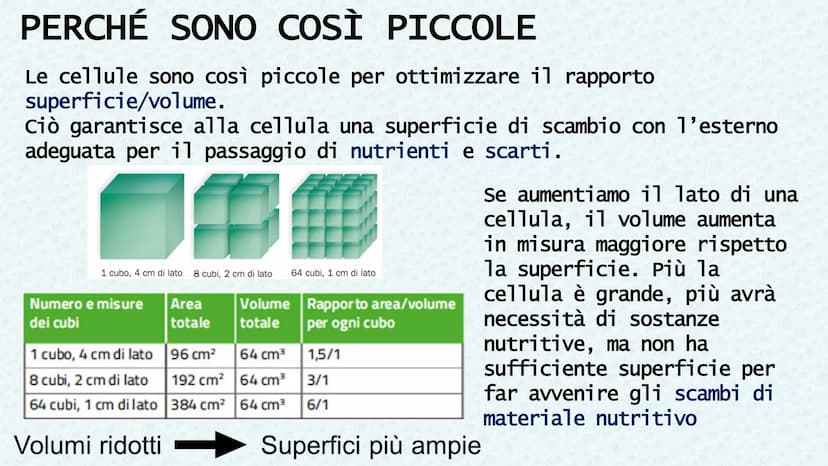 LA CELLULA QUANDO SI PARLA DI CELLULA LA
PRIMA VOLTA
Robert Hooke
Libro MACROGRAPHIA
Attraverso la costruzione di microscopi, riuscì a scopr