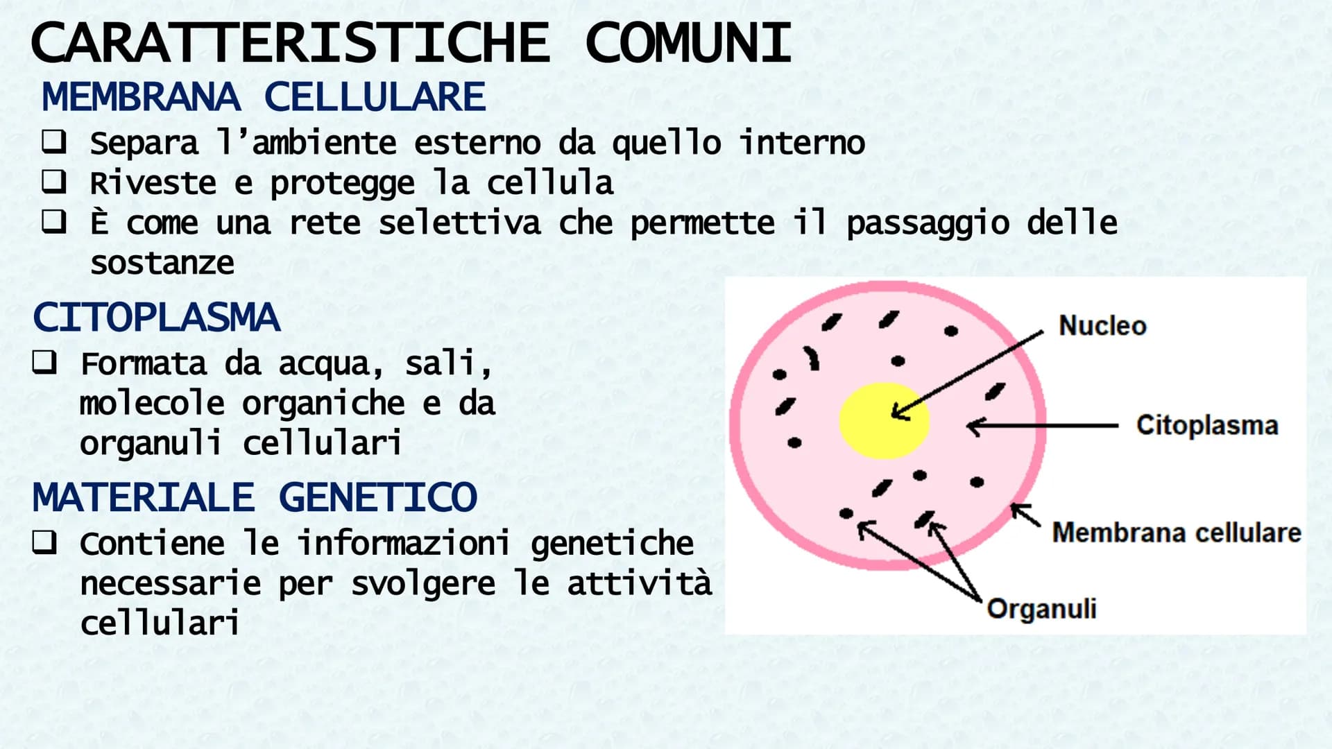 LA CELLULA QUANDO SI PARLA DI CELLULA LA
PRIMA VOLTA
Robert Hooke
Libro MACROGRAPHIA
Attraverso la costruzione di microscopi, riuscì a scopr