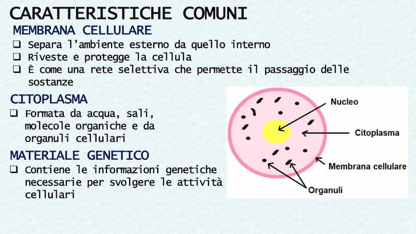 LA CELLULA QUANDO SI PARLA DI CELLULA LA
PRIMA VOLTA
Robert Hooke
Libro MACROGRAPHIA
Attraverso la costruzione di microscopi, riuscì a scopr