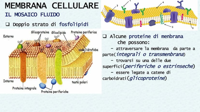 LA CELLULA QUANDO SI PARLA DI CELLULA LA
PRIMA VOLTA
Robert Hooke
Libro MACROGRAPHIA
Attraverso la costruzione di microscopi, riuscì a scopr