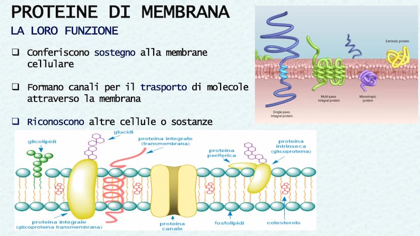 LA CELLULA QUANDO SI PARLA DI CELLULA LA
PRIMA VOLTA
Robert Hooke
Libro MACROGRAPHIA
Attraverso la costruzione di microscopi, riuscì a scopr