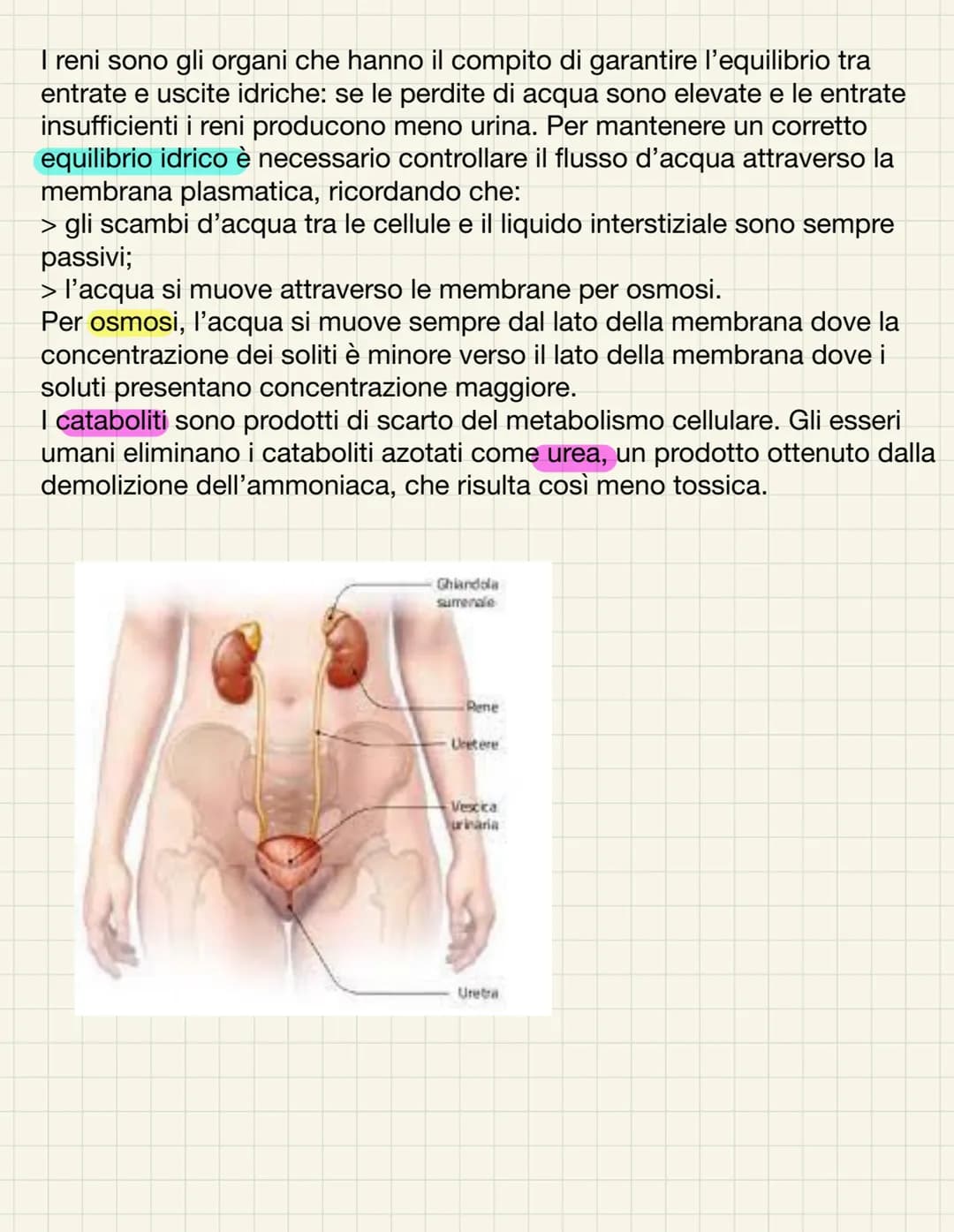 L'APPARATO URINARIO
L'apparato urinario ha il compito di depurare il sangue dagli scarti che il
corpo produce. Esso comprende due reni, due 
