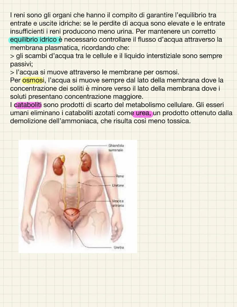 L'APPARATO URINARIO
L'apparato urinario ha il compito di depurare il sangue dagli scarti che il
corpo produce. Esso comprende due reni, due 