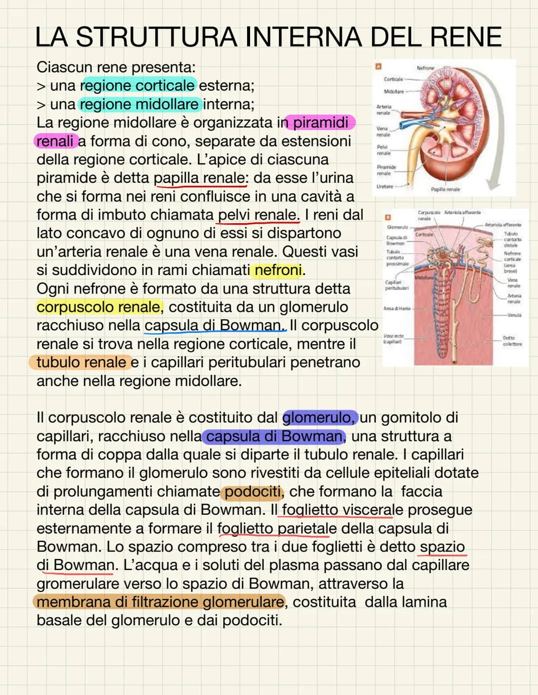 L'APPARATO URINARIO
L'apparato urinario ha il compito di depurare il sangue dagli scarti che il
corpo produce. Esso comprende due reni, due 