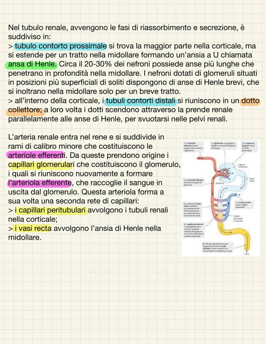 L'APPARATO URINARIO
L'apparato urinario ha il compito di depurare il sangue dagli scarti che il
corpo produce. Esso comprende due reni, due 