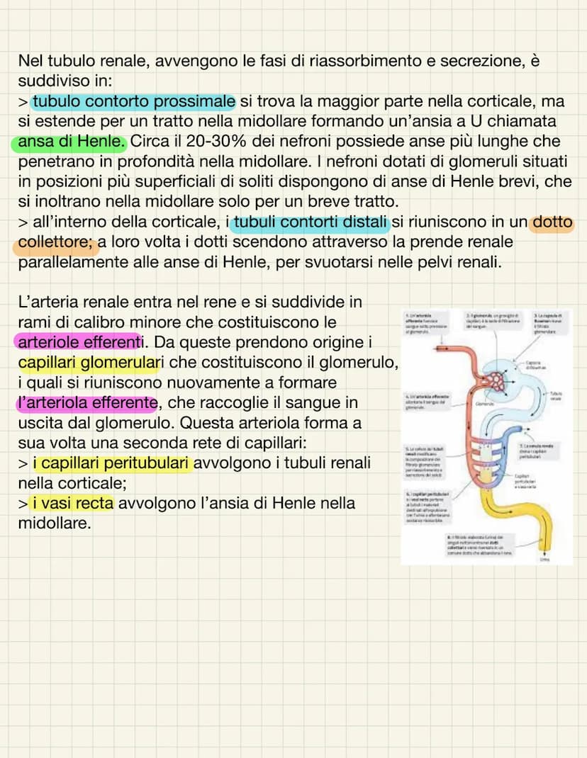 L'APPARATO URINARIO
L'apparato urinario ha il compito di depurare il sangue dagli scarti che il
corpo produce. Esso comprende due reni, due 
