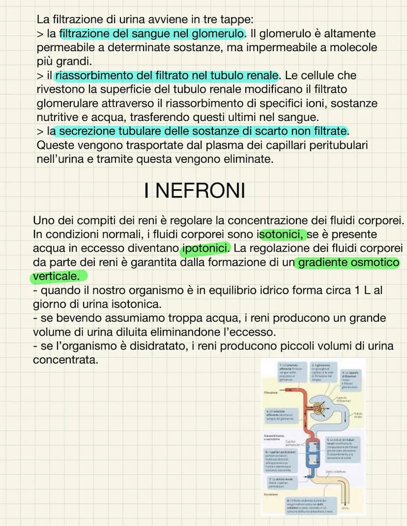 L'APPARATO URINARIO
L'apparato urinario ha il compito di depurare il sangue dagli scarti che il
corpo produce. Esso comprende due reni, due 