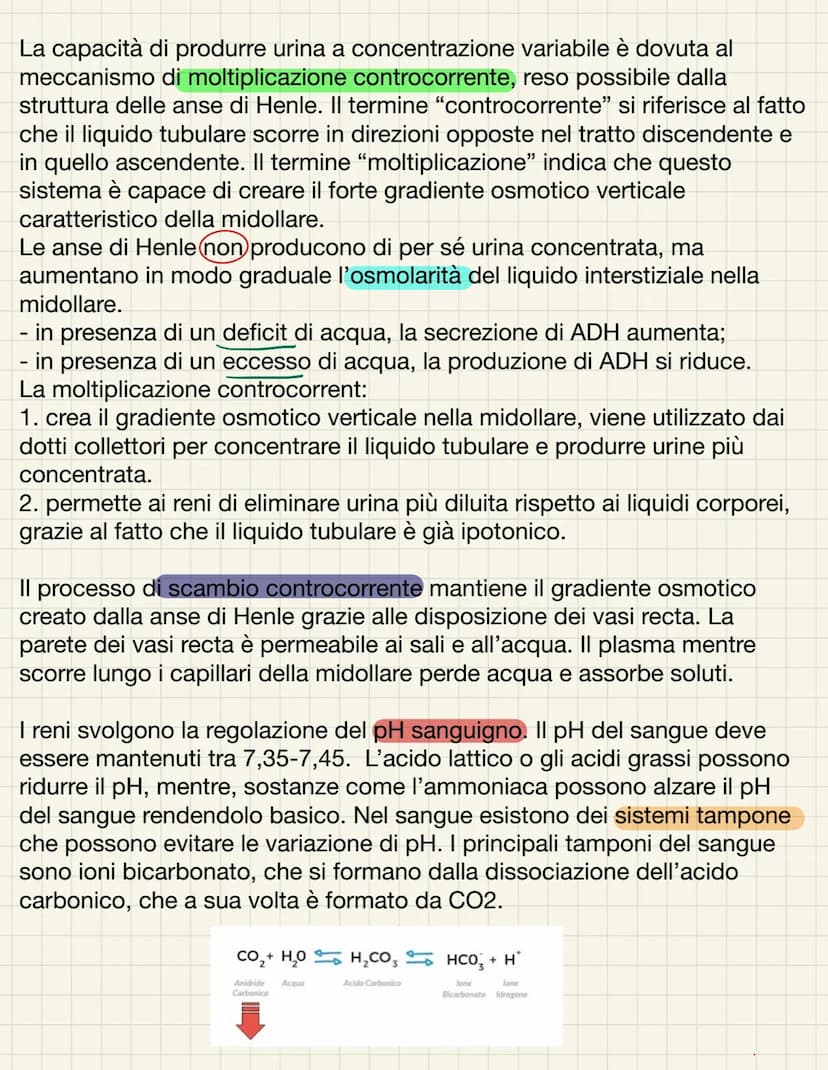 L'APPARATO URINARIO
L'apparato urinario ha il compito di depurare il sangue dagli scarti che il
corpo produce. Esso comprende due reni, due 