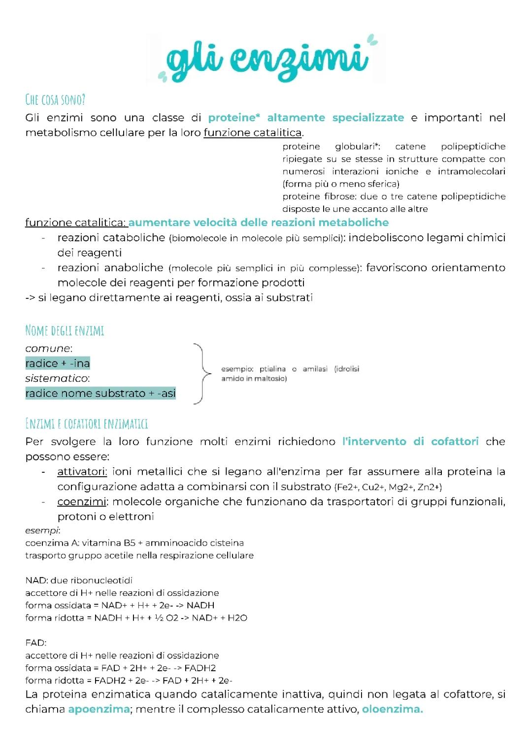 Enzimi: Spiegazione Semplice e Cosa Fanno