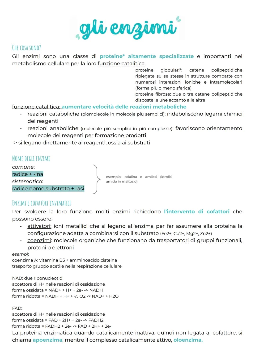 gli enzimi
CHE COSA SONO?
Gli enzimi sono una classe di proteine* altamente specializzate e importanti nel
metabolismo cellulare per la loro