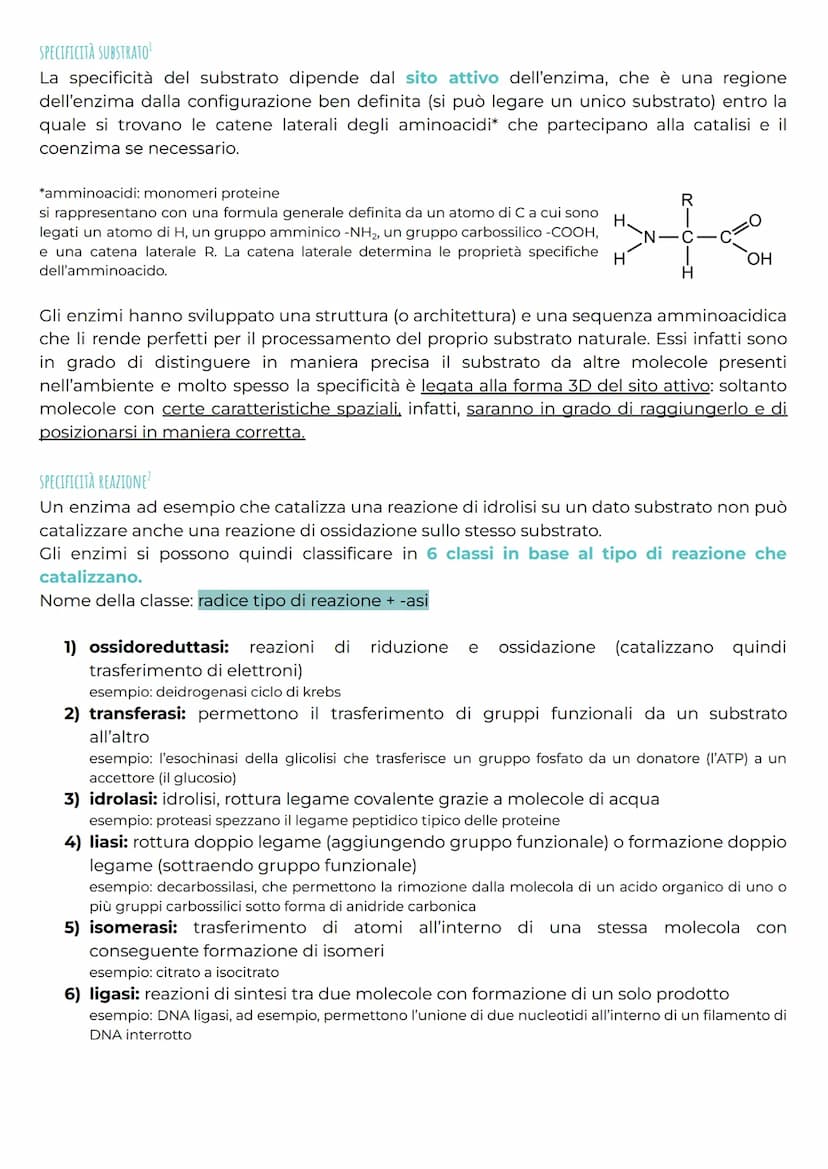gli enzimi
CHE COSA SONO?
Gli enzimi sono una classe di proteine* altamente specializzate e importanti nel
metabolismo cellulare per la loro