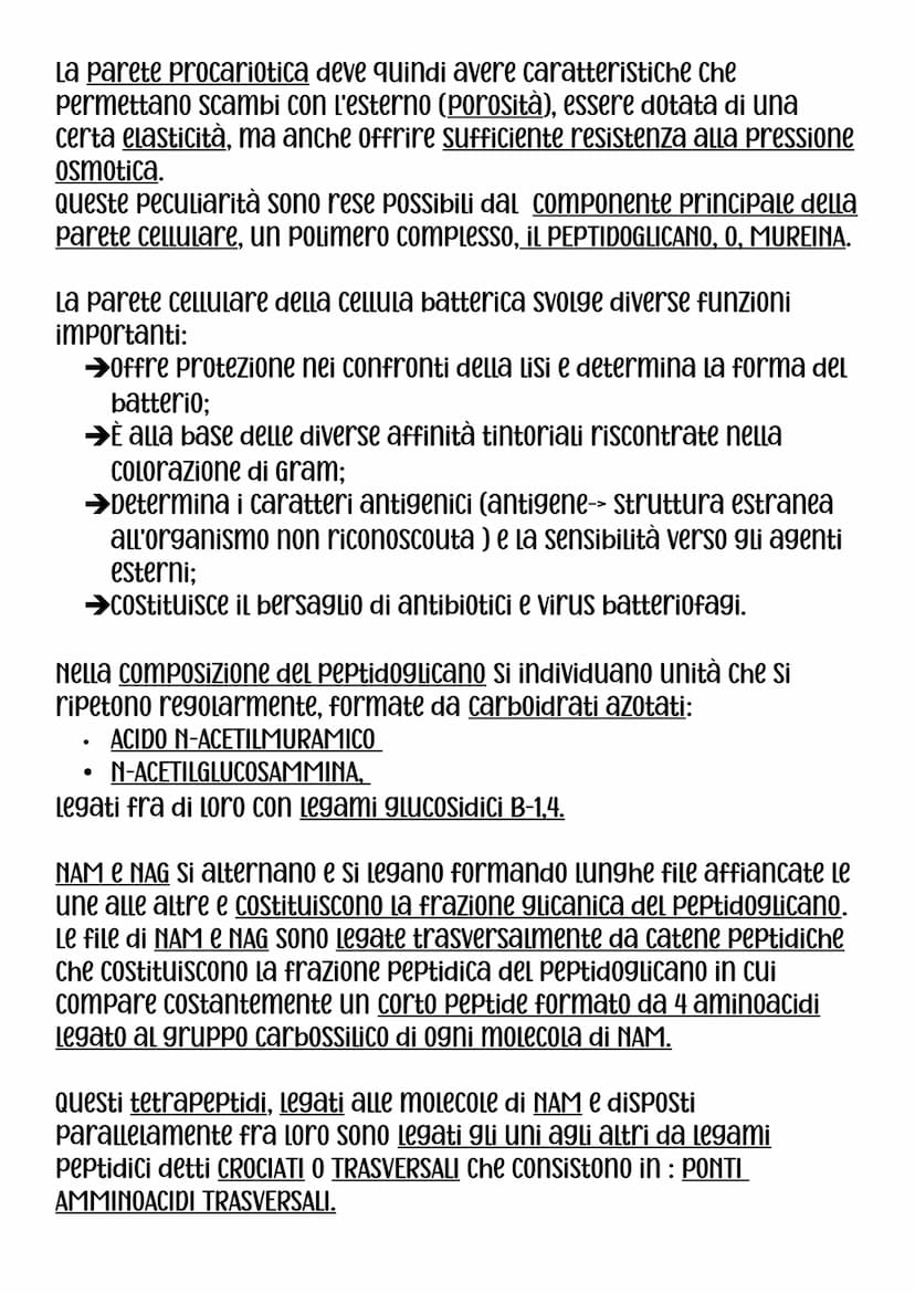 DIMENSIONI,FORMA E AGGREGAZIONE DEI BATTERI
Nei procarioti rinviene il modello Più semplice di organizzazione
Cellulare, sia dal punto di vi