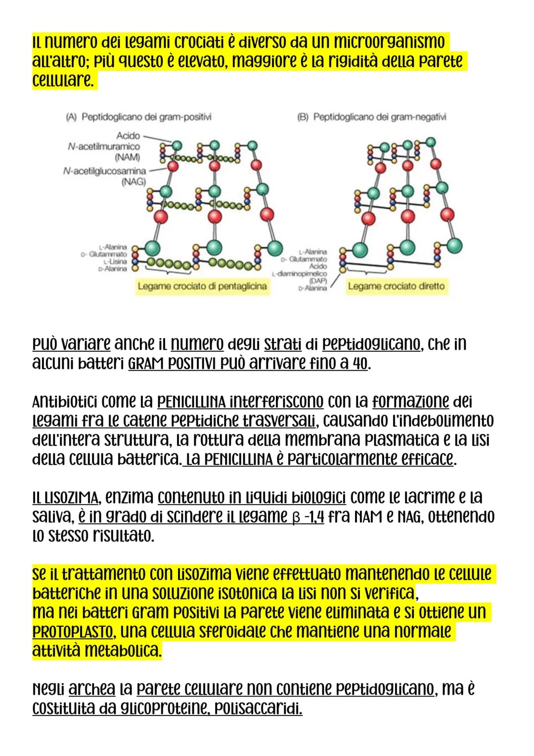 DIMENSIONI,FORMA E AGGREGAZIONE DEI BATTERI
Nei procarioti rinviene il modello Più semplice di organizzazione
Cellulare, sia dal punto di vi
