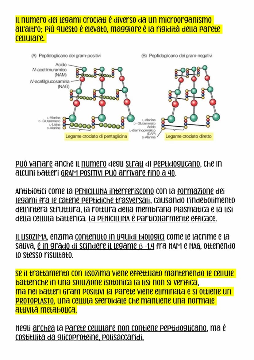DIMENSIONI,FORMA E AGGREGAZIONE DEI BATTERI
Nei procarioti rinviene il modello Più semplice di organizzazione
Cellulare, sia dal punto di vi