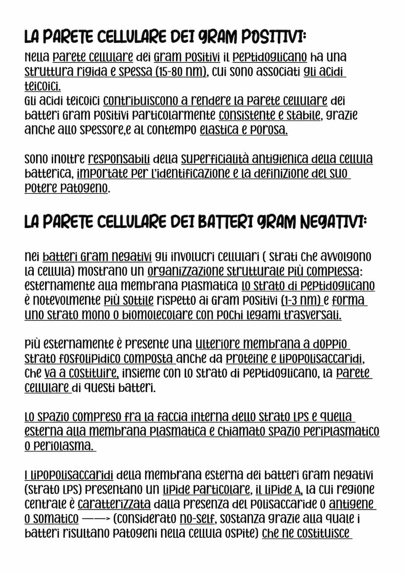 DIMENSIONI,FORMA E AGGREGAZIONE DEI BATTERI
Nei procarioti rinviene il modello Più semplice di organizzazione
Cellulare, sia dal punto di vi