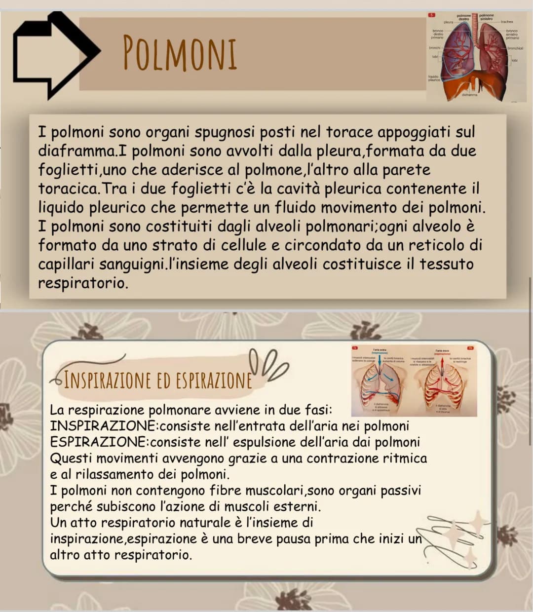 се
La respirazione
AREle
LA RESPIRAZIONE CELLULARE
di
La respirazione è l'atto che ci permette di rifornire il nostro corpo
ossigeno.
A COSA