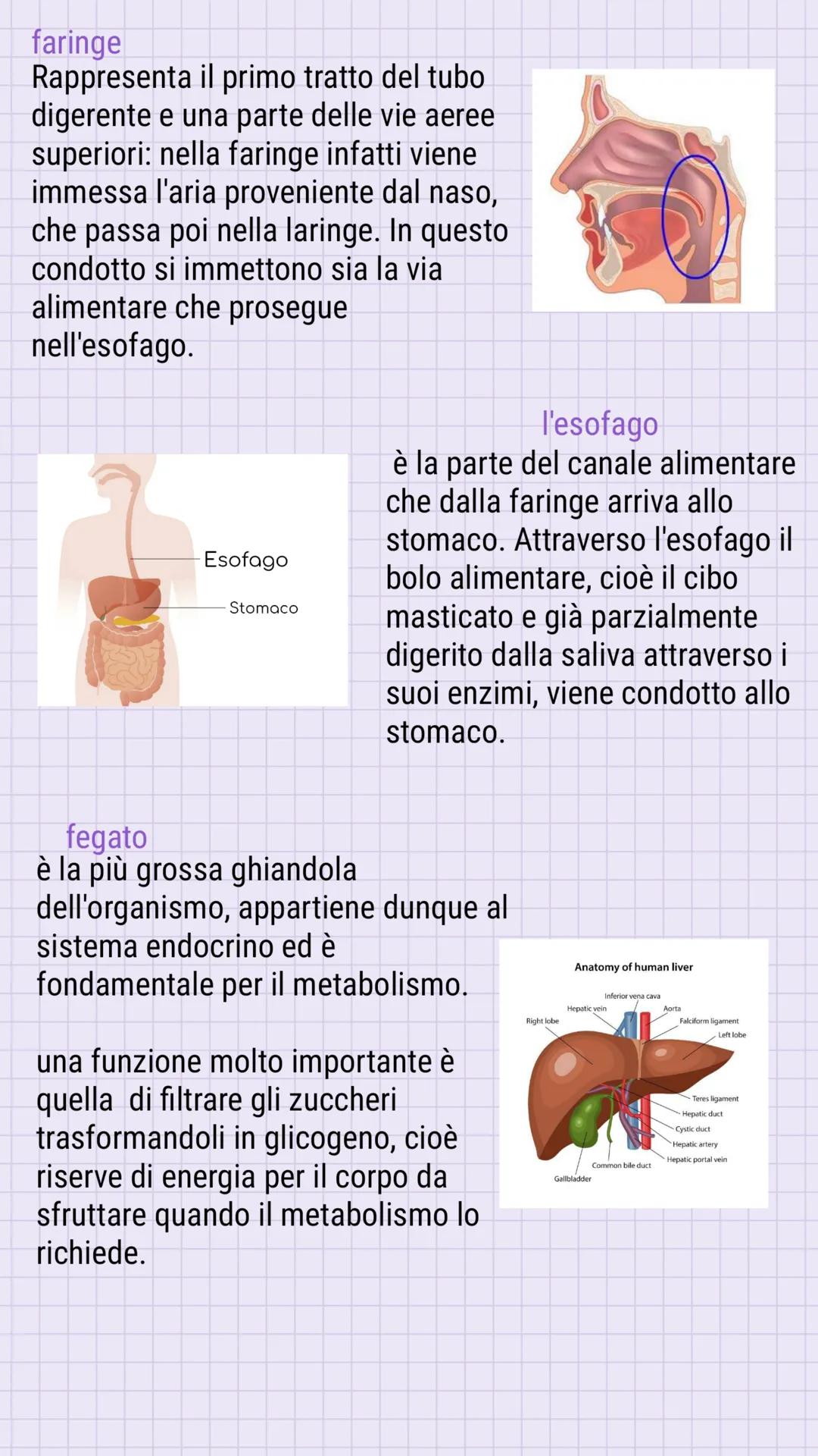 L'apparato
digerente
L'apparato digerente è l'insieme degli organi e delle strutture
deputate all'assunzione, all'elaborazione e all'assorbi