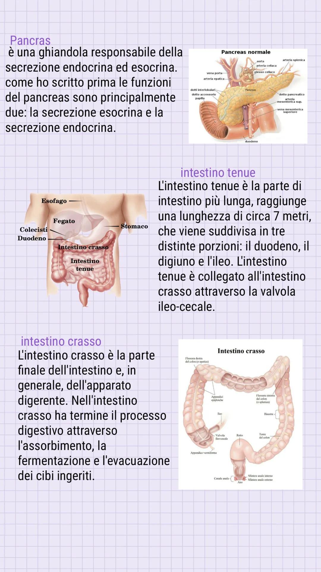 L'apparato
digerente
L'apparato digerente è l'insieme degli organi e delle strutture
deputate all'assunzione, all'elaborazione e all'assorbi