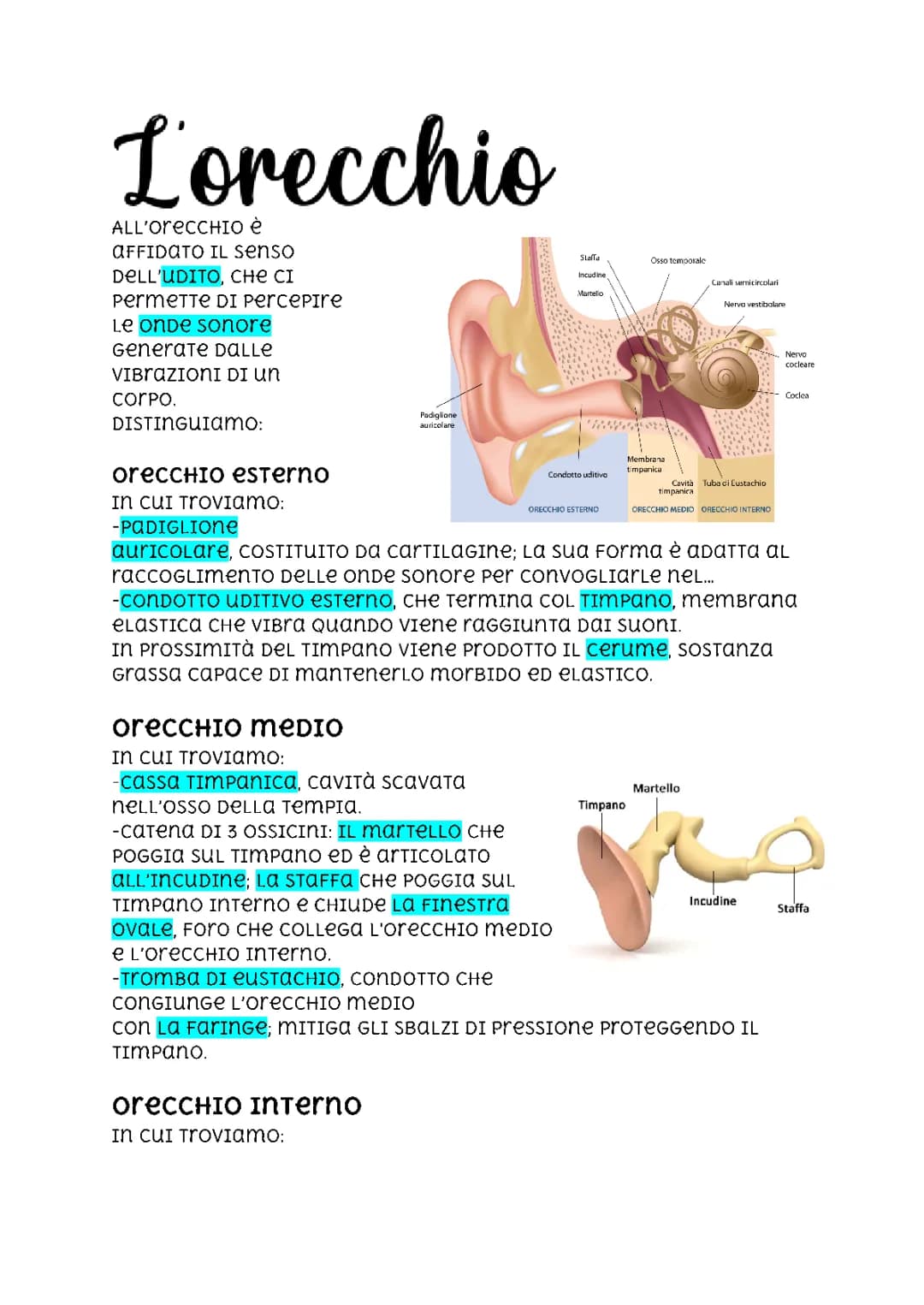 L'orecchio e l'udito a scuola: Come funziona l’equilibrio del corpo umano