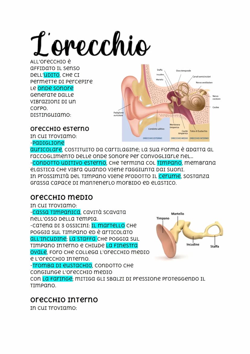 L'orecchio
ALL'OreCCHIO è
AFFIDATO IL senso
DELL'UDITO, CHE CI
PermeTTE DI Percepire
Le onde sonore
Generate DALLE
VIBRAZIONI DI UN
corpo.
D