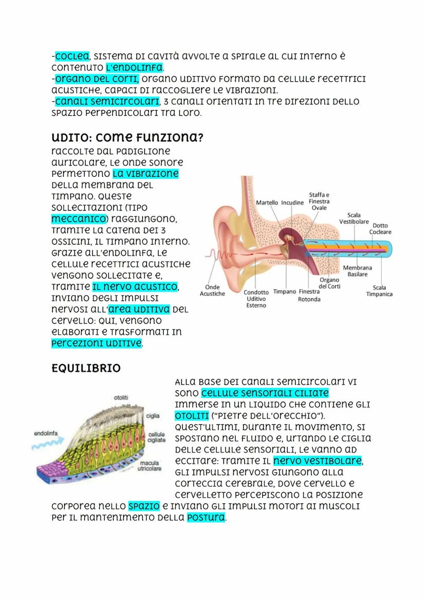 L'orecchio
ALL'OreCCHIO è
AFFIDATO IL senso
DELL'UDITO, CHE CI
PermeTTE DI Percepire
Le onde sonore
Generate DALLE
VIBRAZIONI DI UN
corpo.
D