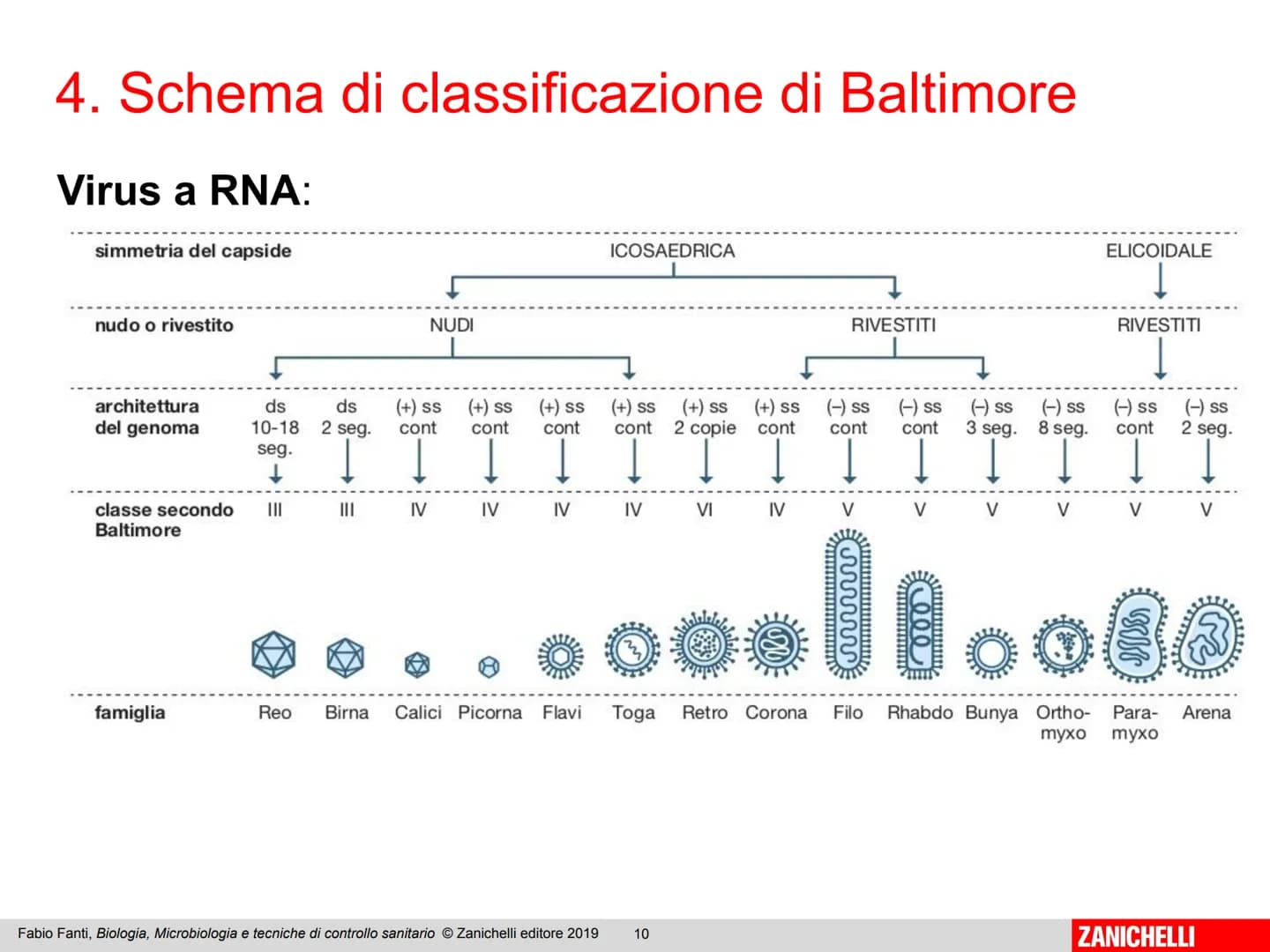 ZANICHELLI Fabio Fanti
Biologia,
microbiologia
e tecniche di
controllo sanitario Capitolo 10
I virus
Fabio Fanti, Biologia, Microbiologia e 