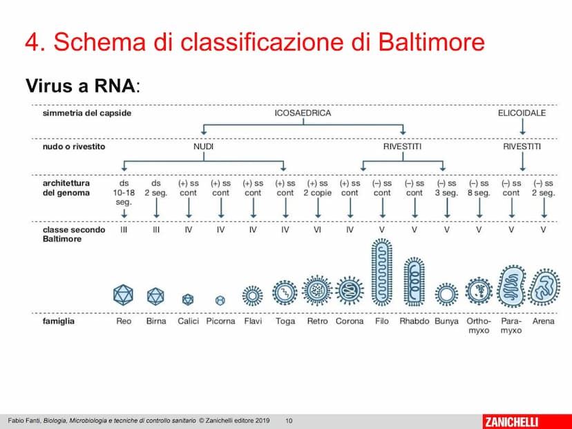 ZANICHELLI Fabio Fanti
Biologia,
microbiologia
e tecniche di
controllo sanitario Capitolo 10
I virus
Fabio Fanti, Biologia, Microbiologia e 
