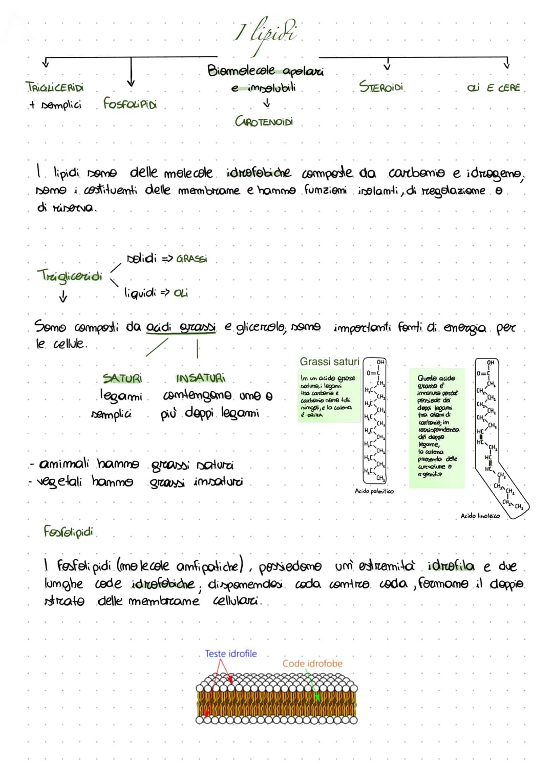 TRIGLICERIDI
+ semplici
FOSFOLIPIDI
Trigliceridi
✓
I lipidi
Biomolecole apolari
e impolubili
✓
CAROTENOIDI
1. lipidi somo delle molecole idr