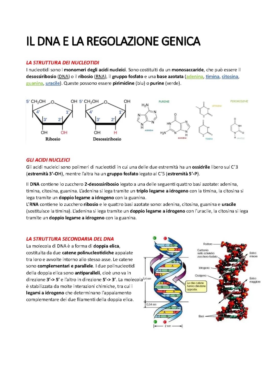 IL DNA E LA REGOLAZIONE GENICA