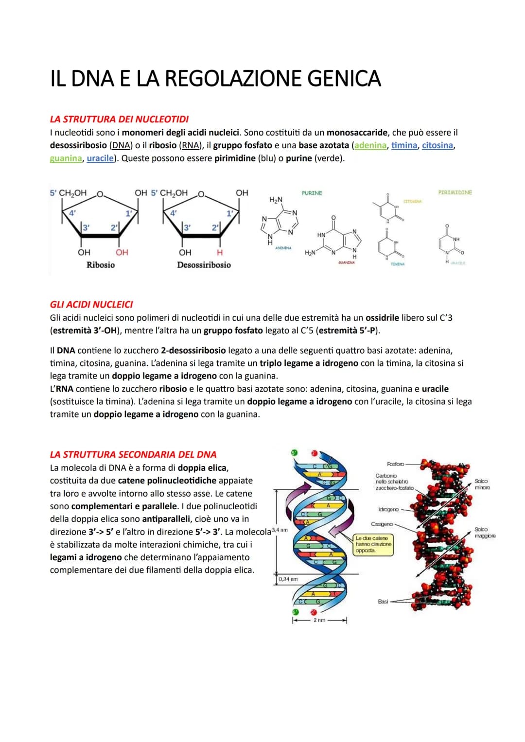 IL DNA E LA REGOLAZIONE GENICA
LA STRUTTURA DEI NUCLEOTIDI
I nucleotidi sono i monomeri degli acidi nucleici. Sono costituiti da un monosacc