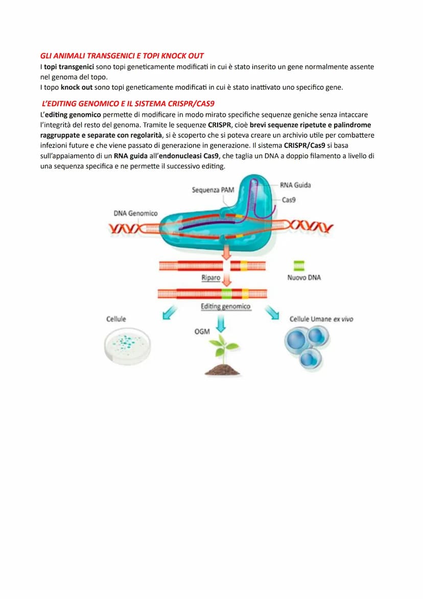 IL DNA E LA REGOLAZIONE GENICA
LA STRUTTURA DEI NUCLEOTIDI
I nucleotidi sono i monomeri degli acidi nucleici. Sono costituiti da un monosacc