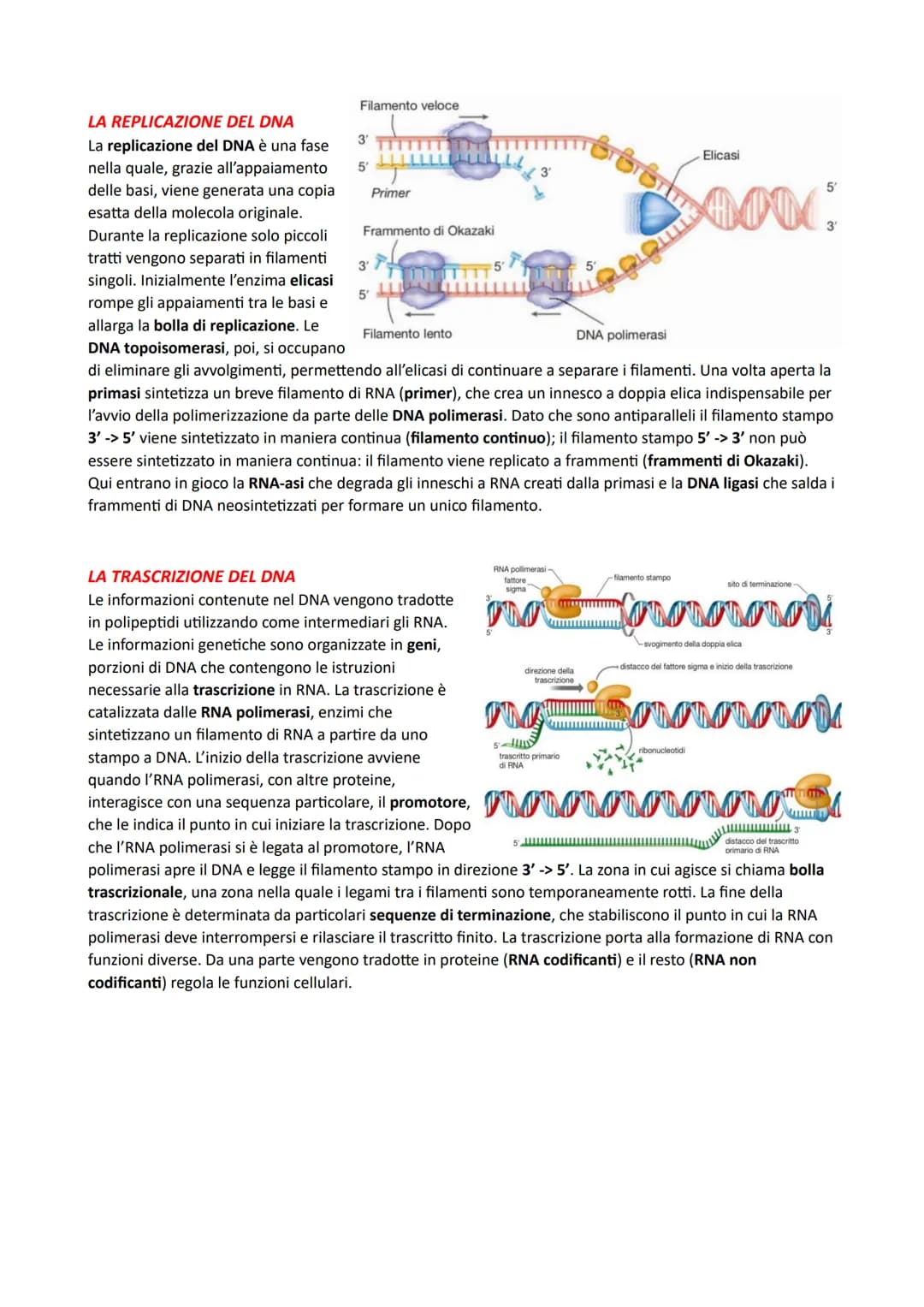IL DNA E LA REGOLAZIONE GENICA
LA STRUTTURA DEI NUCLEOTIDI
I nucleotidi sono i monomeri degli acidi nucleici. Sono costituiti da un monosacc