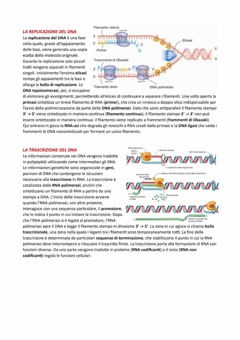 IL DNA E LA REGOLAZIONE GENICA
LA STRUTTURA DEI NUCLEOTIDI
I nucleotidi sono i monomeri degli acidi nucleici. Sono costituiti da un monosacc