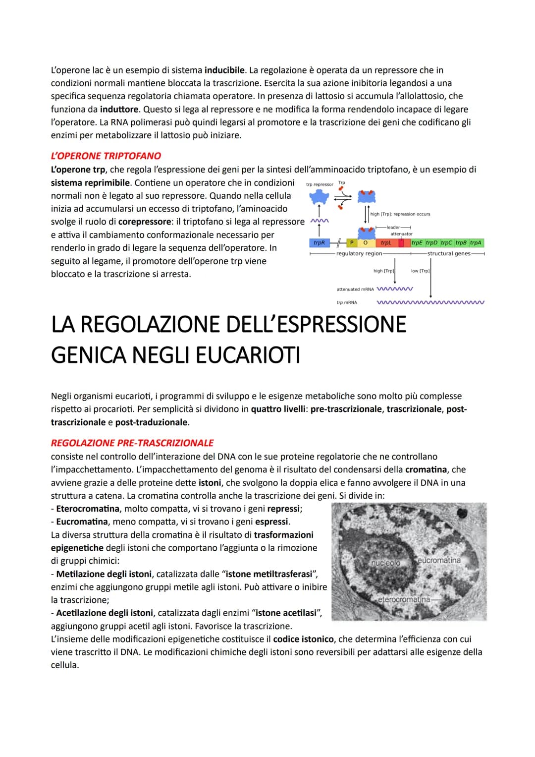 IL DNA E LA REGOLAZIONE GENICA
LA STRUTTURA DEI NUCLEOTIDI
I nucleotidi sono i monomeri degli acidi nucleici. Sono costituiti da un monosacc