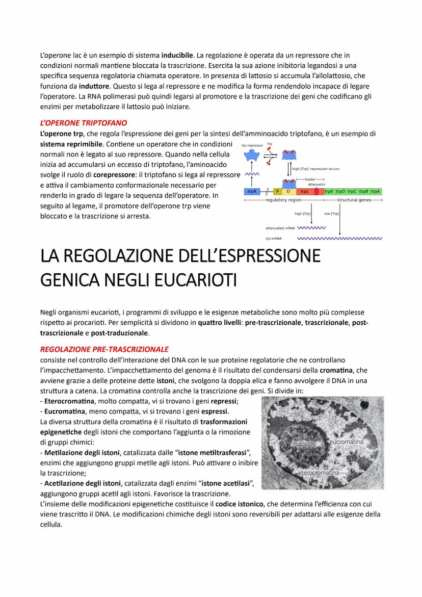 IL DNA E LA REGOLAZIONE GENICA
LA STRUTTURA DEI NUCLEOTIDI
I nucleotidi sono i monomeri degli acidi nucleici. Sono costituiti da un monosacc