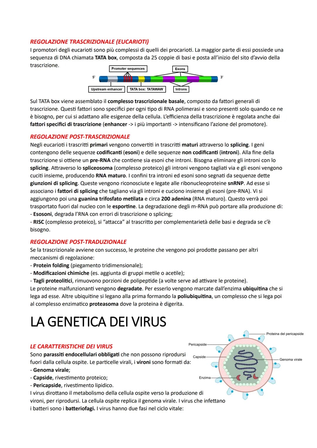 IL DNA E LA REGOLAZIONE GENICA
LA STRUTTURA DEI NUCLEOTIDI
I nucleotidi sono i monomeri degli acidi nucleici. Sono costituiti da un monosacc