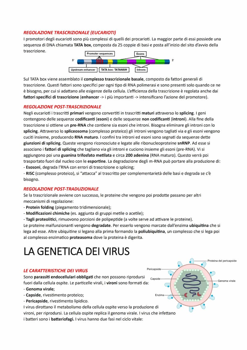 IL DNA E LA REGOLAZIONE GENICA
LA STRUTTURA DEI NUCLEOTIDI
I nucleotidi sono i monomeri degli acidi nucleici. Sono costituiti da un monosacc
