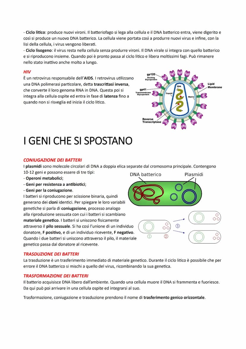 IL DNA E LA REGOLAZIONE GENICA
LA STRUTTURA DEI NUCLEOTIDI
I nucleotidi sono i monomeri degli acidi nucleici. Sono costituiti da un monosacc