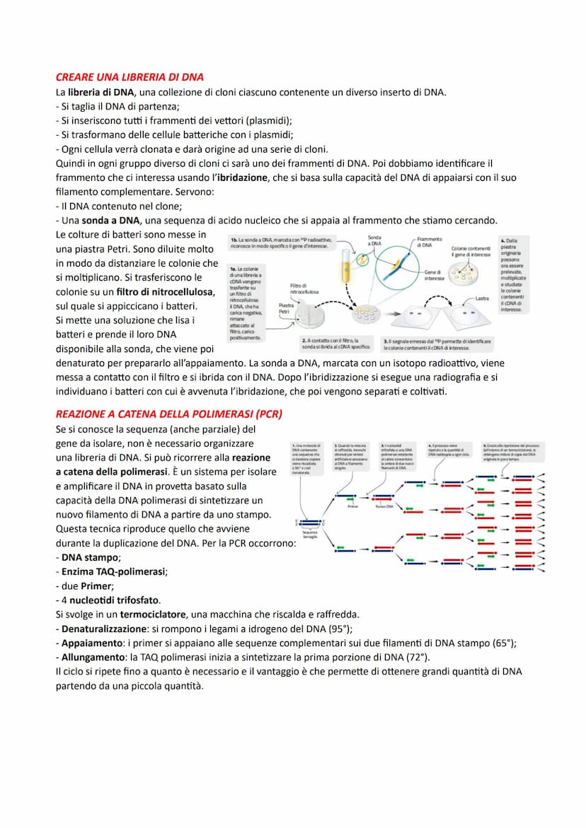 IL DNA E LA REGOLAZIONE GENICA
LA STRUTTURA DEI NUCLEOTIDI
I nucleotidi sono i monomeri degli acidi nucleici. Sono costituiti da un monosacc