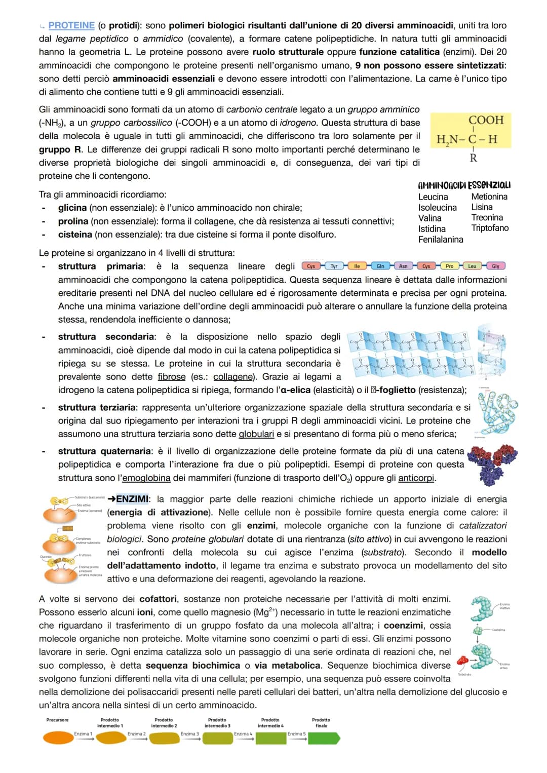 La chimica dei viventi
In un individuo adulto, l'acqua costituisce il 65% della massa corporea, le biomolecole circa il 30% e il restante
5%