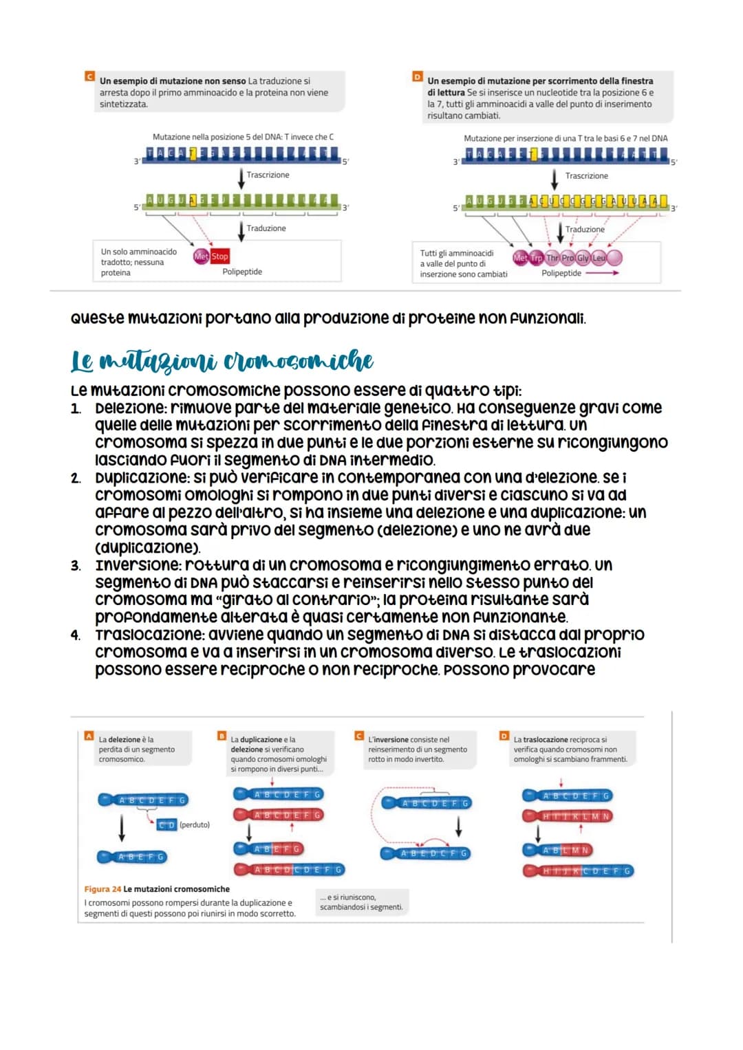 
<p>Le mutazioni sono cambiamenti nel DNA che possono essere di diversi tipi. Le mutazioni non sono sempre ereditarie e possono avvenire in 