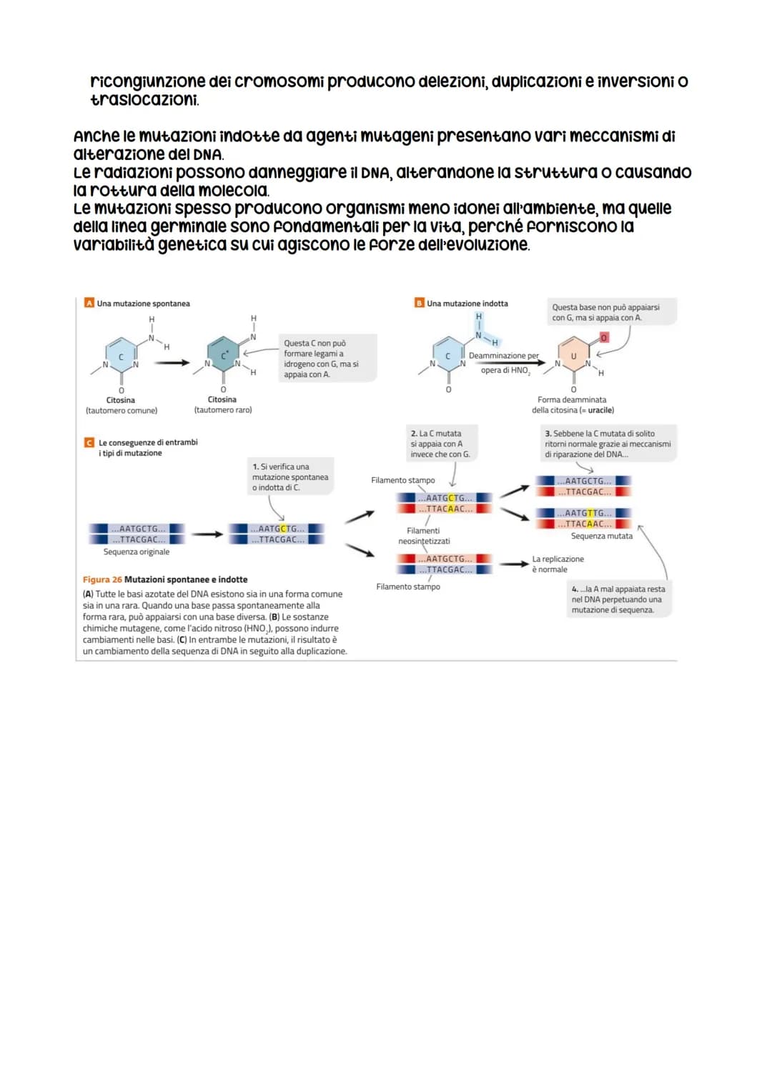 
<p>Le mutazioni sono cambiamenti nel DNA che possono essere di diversi tipi. Le mutazioni non sono sempre ereditarie e possono avvenire in 