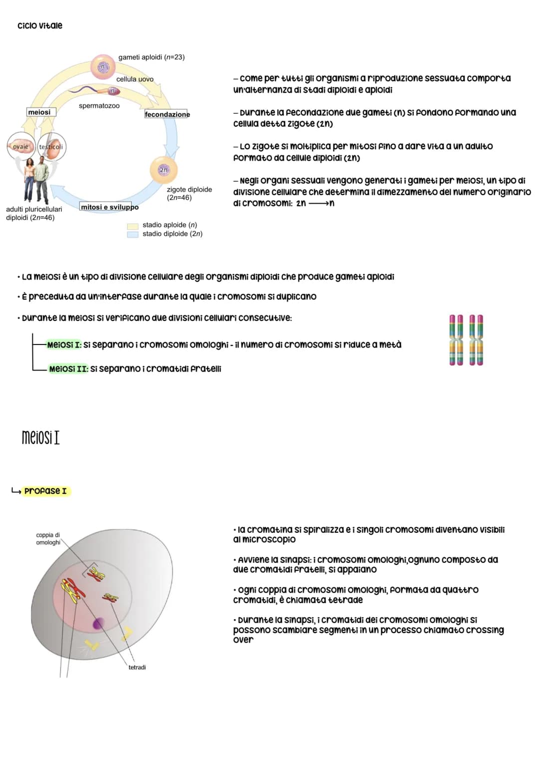Gli organismi si riproducono secondo due modalità:
1. Riproduzione asessuata
Divisione CELLULARE
• Si riproducono senza ricorrere a cellule 